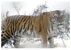 Rehabilitation of tiger cubs