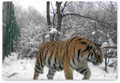 Five orphaned tiger cubs undergoing rehabilitation in Primorye