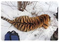 Checkup and vaccination of five Amur tigers