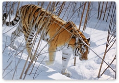 Специалисты в Приморье пытаются отучить тигра охотиться на собак