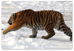 Tiger cub rescued from a trap in Primorye is improving