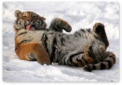Photo traps in Primorye record six Amur tigers