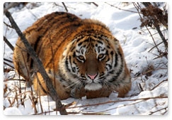 Спасённая в Приморье тигрица Светлая пошла на поправку