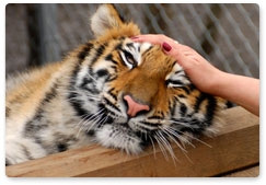 Rehabilitating orphaned tiger cubs and returning them to the wild