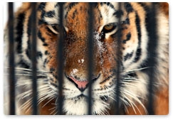 Тройня уссурийских тигрят появилась на свет в ялтинском зоопарке