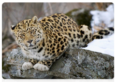 Завершён зимний учёт леопарда