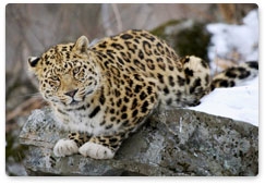Национальному парку «Земля леопарда» исполнился год