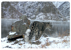 Snow leopard photo exhibition opens in Sayanogorsk