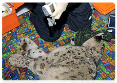 Snow leopard Mongol fitted with new satellite collar