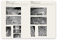 Passports for snow leopards