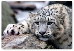 The Snow Leopard at the Sayano-Shushensky Nature Reserve educational film