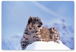 Снежный барс занесён в список особо ценных диких животных России