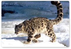 Snow leopard studies at Sayano-Shushensky Biosphere Reserve