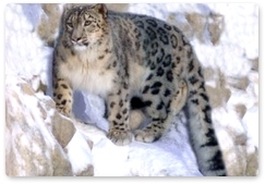 Snow Leopard of the Western Sayan to hit the shelves