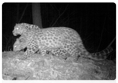 New outdoor trap cameras for monitoring leopards