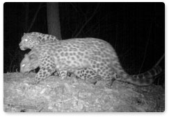 На «Земле леопарда» получены новые данные с фото- и видеоловушек
