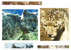 Passport for snow leopard