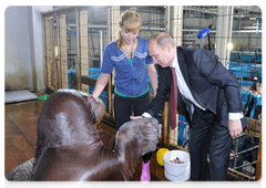 Владимир Путин посетил строящийся океанариум на острове Русский