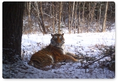 В национальном парке «Зов тигра» родились двое тигрят