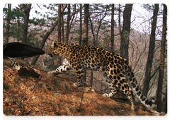 Безымянный леопард Leo 23F