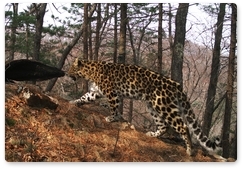 Конкурс «Хранитель леопарда» вызвал интерес в разных уголках России