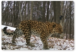 Получены новые снимки безымянных леопардов