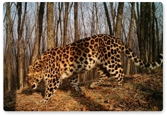 Российские специалисты готовы принять участие в учёте леопарда на территории КНДР