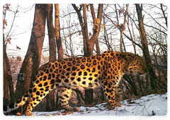Безымянный леопард Leo 28M