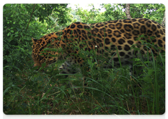 Безымянный леопард Leo 34M