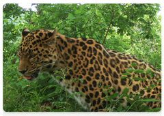 Безымянный леопард Leo 34M