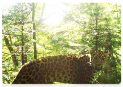 Безымянный леопард Leo 33
