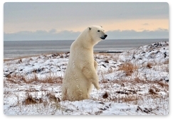 Polar bears are waiting for Kolyma Bay to freeze