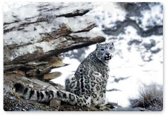 Russia to celebrate International Snow Leopard Day