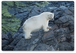 Chukotka ready to welcome polar bears