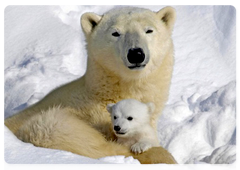 A mother polar bear with her cub