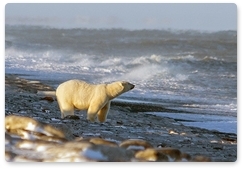 Polar bears spotted near Chukchi village