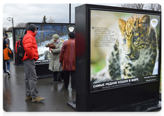 Amur leopard photo exhibition