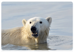 Polar Bear. Photo by Fyodor Yakovlev