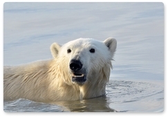 Белых медведей защитит международная конвенция