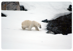 Polar Bear. Photo by Viktor Nikiforov