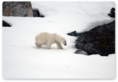 Polar bear returns to oilfield from Dolgy Island