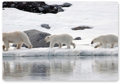 Nenets police receive polar bear protection award