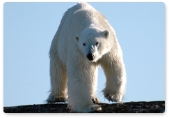 В следующем году белых медведей «поставят на учёт»