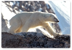 Аномально тёплая погода препятствует исследованиям белых медведей в Арктике