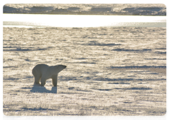 Polar Bear Patrol finishes its work in the Kolyma Gulf