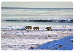 Polar bears on the shore of the Kolyma Gulf. November 2014