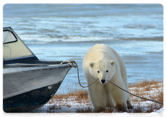 Polar bears on the shore of the Kolyma Gulf. November 2014