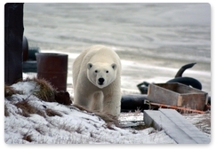 More cases of polar bears entering towns