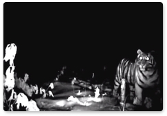 Тигрица Илона впервые попала в объектив фотоловушек