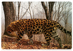 Леопард Симба